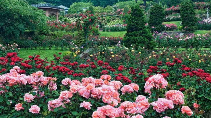 Avenue of Roses and Branam Road